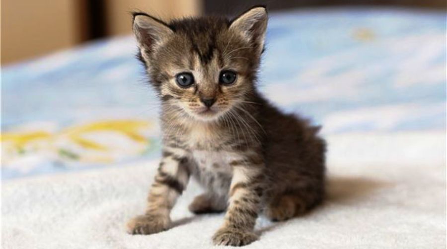 Ναύπακτος: Η στιγμή που κάτοικοι απεγκλωβίζουν γατάκι μέσα από μπασκέτα (βίντεο)