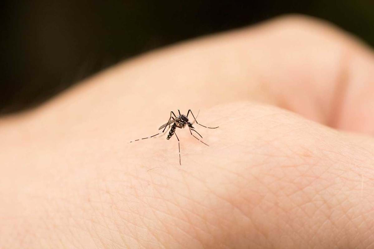 Αλλεργία στο τσίμπημα κουνουπιού: Τα συμπτώματα που δεν πρέπει να αγνοήσετε