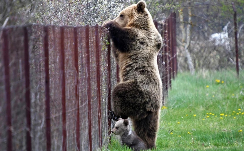 Καστορία: Αρκούδα πιάστηκε στα πράσα να σκαρφαλώνει φράχτη μαζί με το μωρό της