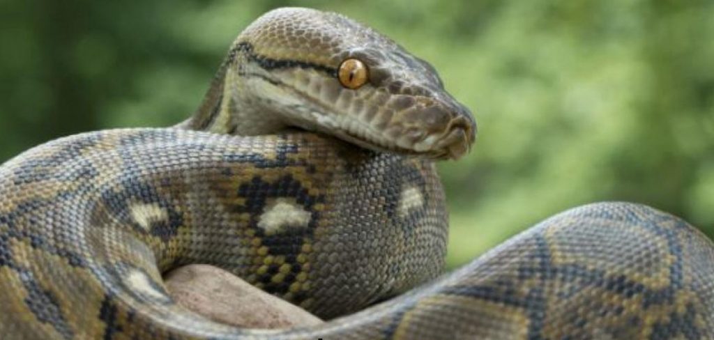 Ποντίκι μοιάζει να εκλιπαρεί λίγο πριν το «καταβροχθίσει» πύθωνας (φωτο)