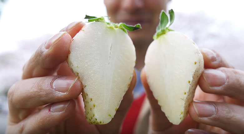 Σπάνιες άσπρες φράουλες με τεράστιο μέγεθος αξίζουν μια… περιουσία! (φωτο)