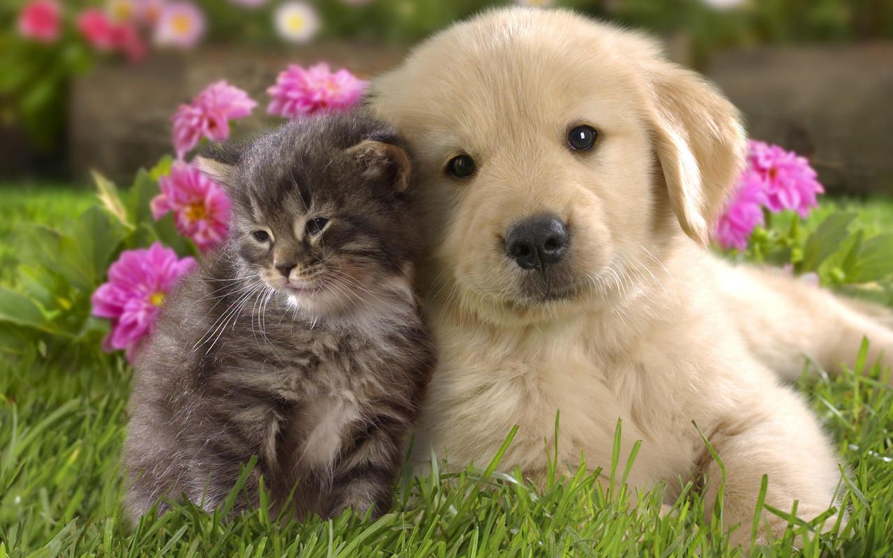 Ένα γατάκι και ένα κουτάβι έχουν γίνει… τα καλύτερα φιλαράκια – Δείτε το πιο γλυκό βίντεο