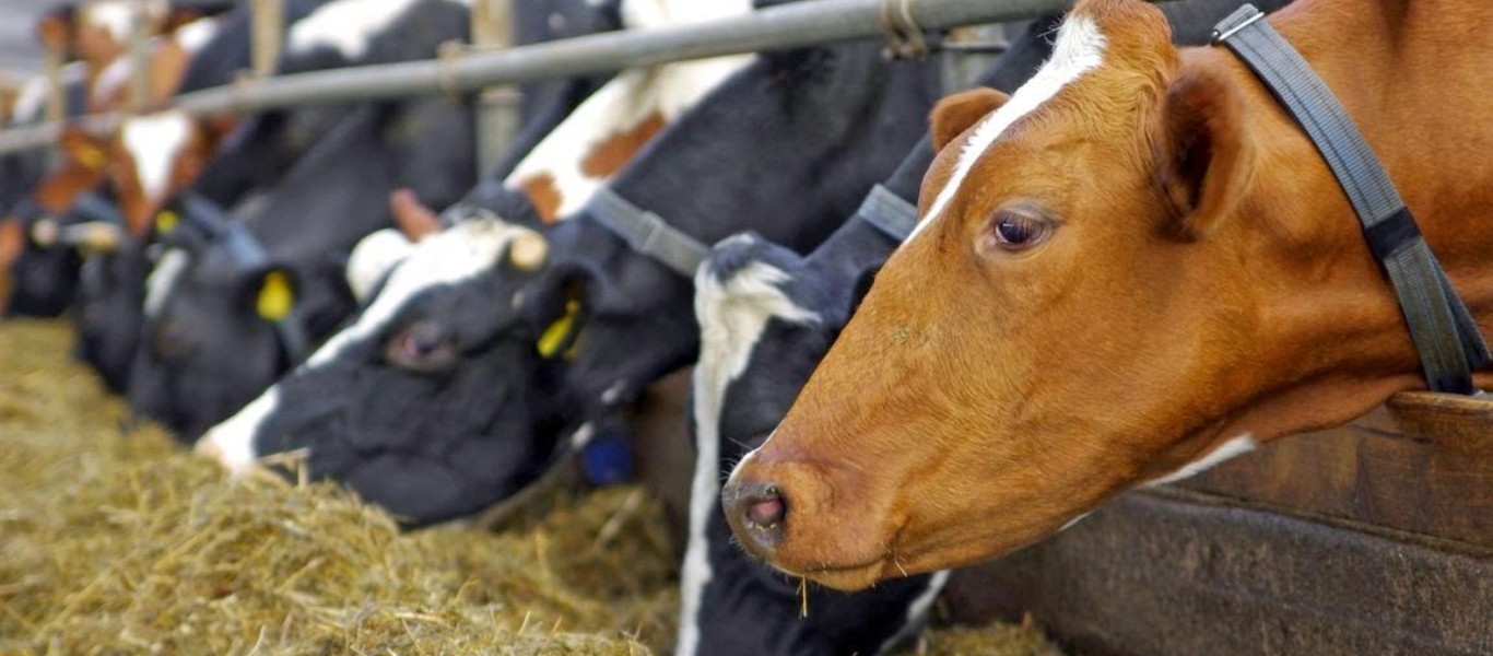 Λος Άντζελες: «Συνελήφθη» και η τελευταία αγελάδα που το έσκασε από σφαγείο
