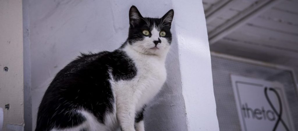 Τεράστιος γατούλης καταβροχθίζει με βουλιμία τις γαρίδες του (βίντεο)