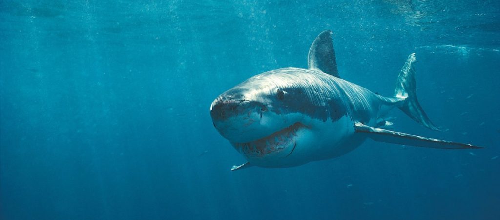 Τρομακτικές στιγμές για τουρίστες – Καρχαρίας περικυκλώνει το σκάφος τους (βίντεο)