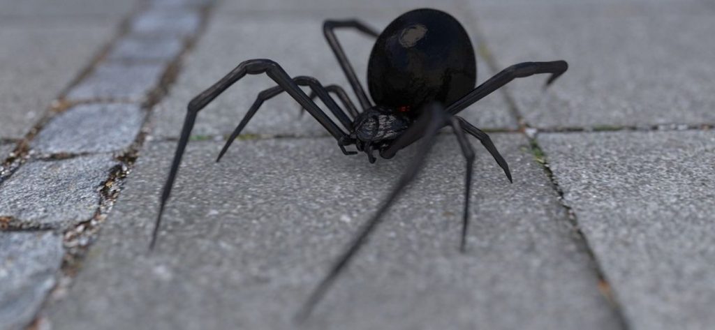 Οι αράχνες είναι ικανές να σκοτώσουν φίδια πολύ μεγαλύτερα από αυτές (βίντεο)