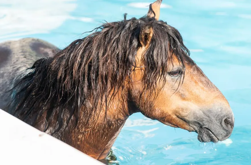 Κεφαλονιά: Διέσωσαν άλογο που βούτηξε σε πισίνα για να δροσιστεί (φωτο)