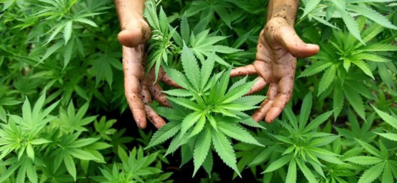 Εντοπίστηκε οργανωμένη φυτεία κάνναβης στην Ανδρίτσαινα – Βρέθηκαν περισσότερα από 4.000 δενδρύλλια