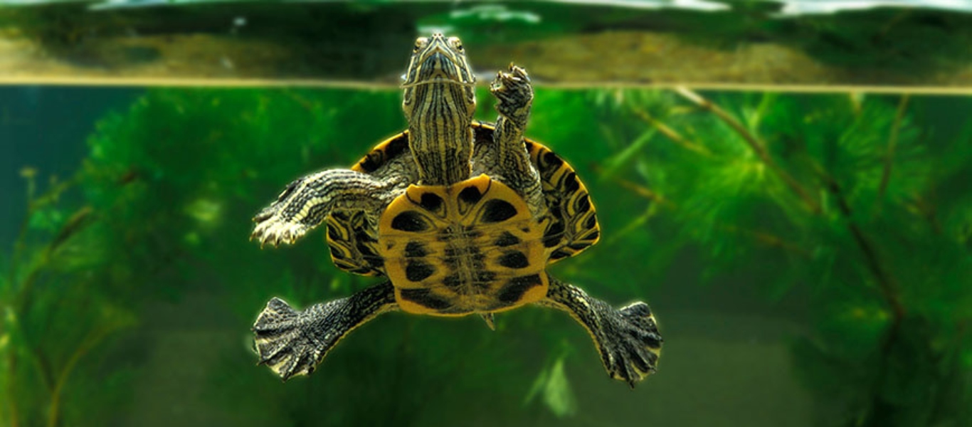 Έχετε χελωνάκι στο σπίτι σας σε γυάλα – Τι να προσέξετε;