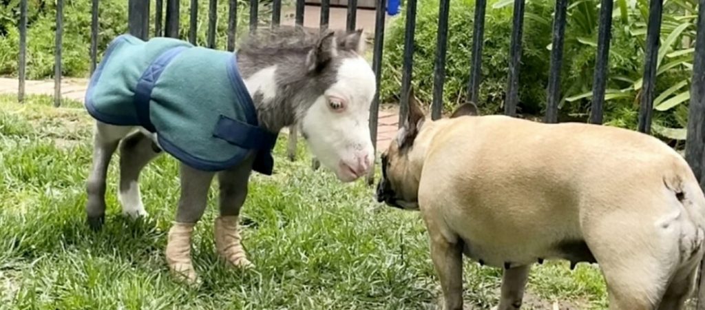 Αλογάκι σε μέγεθος… κατοικίδιου μεγαλώνει μέσα σε σπίτι (βίντεο)