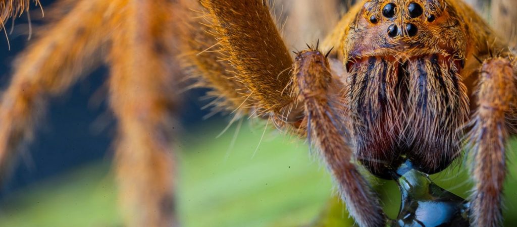 Μαθήτρια έδωσε «μάχη» για την ζωή της μετά από τσίμπημα δηλητηριώδους αράχνης