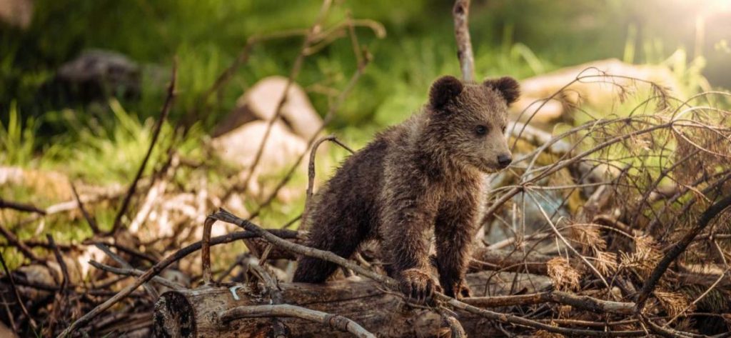 Καναδάς: Αρκουδάκια αναζητούν «ανάσα» δροσιάς και εισβάλλουν σε σπίτι με πισίνα (βίντεο)