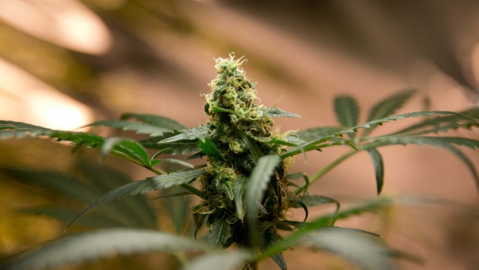 Μεξικό: Αποποινικοποιήθηκε η χρήση μαριχουάνας για τους ενήλικους