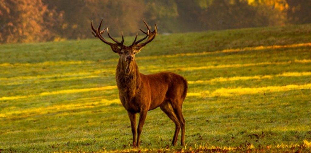 Καλαμάτα: Ελάφι τριγυρνούσε χαμένο στους δρόμους της πόλης (βίντεο)