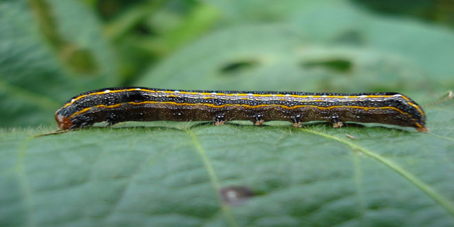 Θεσσαλονίκη: Αμέτρητες κάμπιες στην οδό Τσιμισκή (Βίντεο – φώτο)