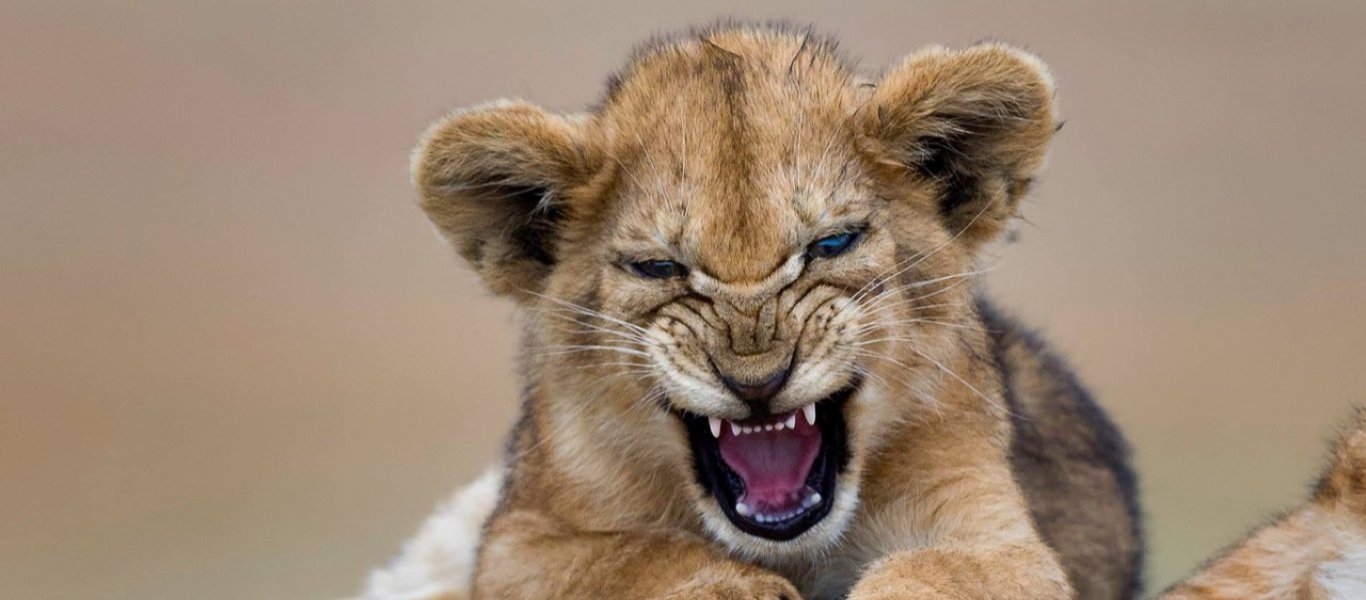 Μικρό λιονταράκι προσπαθεί να βρυχηθεί σαν μεγάλο αλλά… μένει στην προσπάθεια (βίντεο)