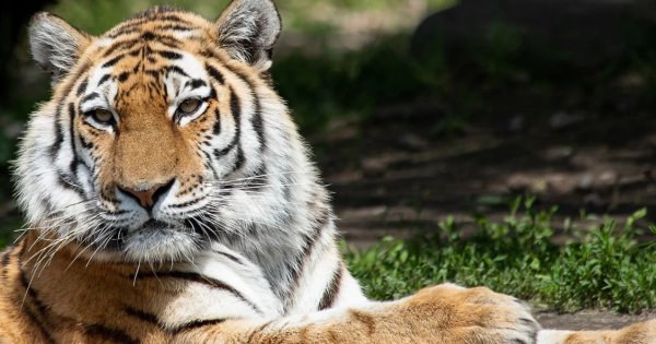 Απίστευτο: Ζωολογικός κήπος στις ΗΠΑ άρχισε να εμβολιάζει ζώα κατά του κορονοϊού