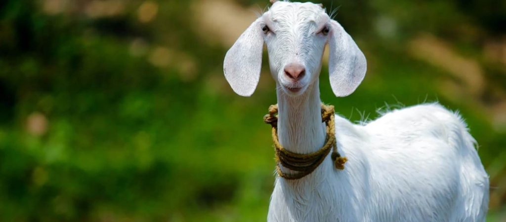 Μενίδι: Συνελήφθη 78χρονος για ασέλγεια σε… κατσίκα!