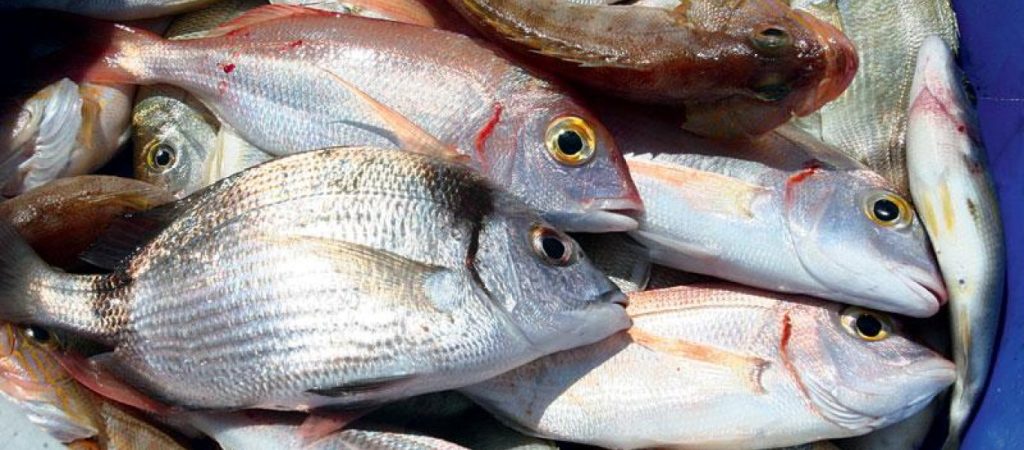 Δείτε ποια είναι τα έξι πιο υγιεινά ψάρια που μπορείτε να φάτε το καλοκαίρι