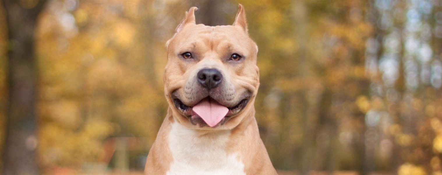 Τουρκία: Απάνθρωπες συμπεριφορές για την περισυλλογή αδέσποτων σκύλων (βίντεο)