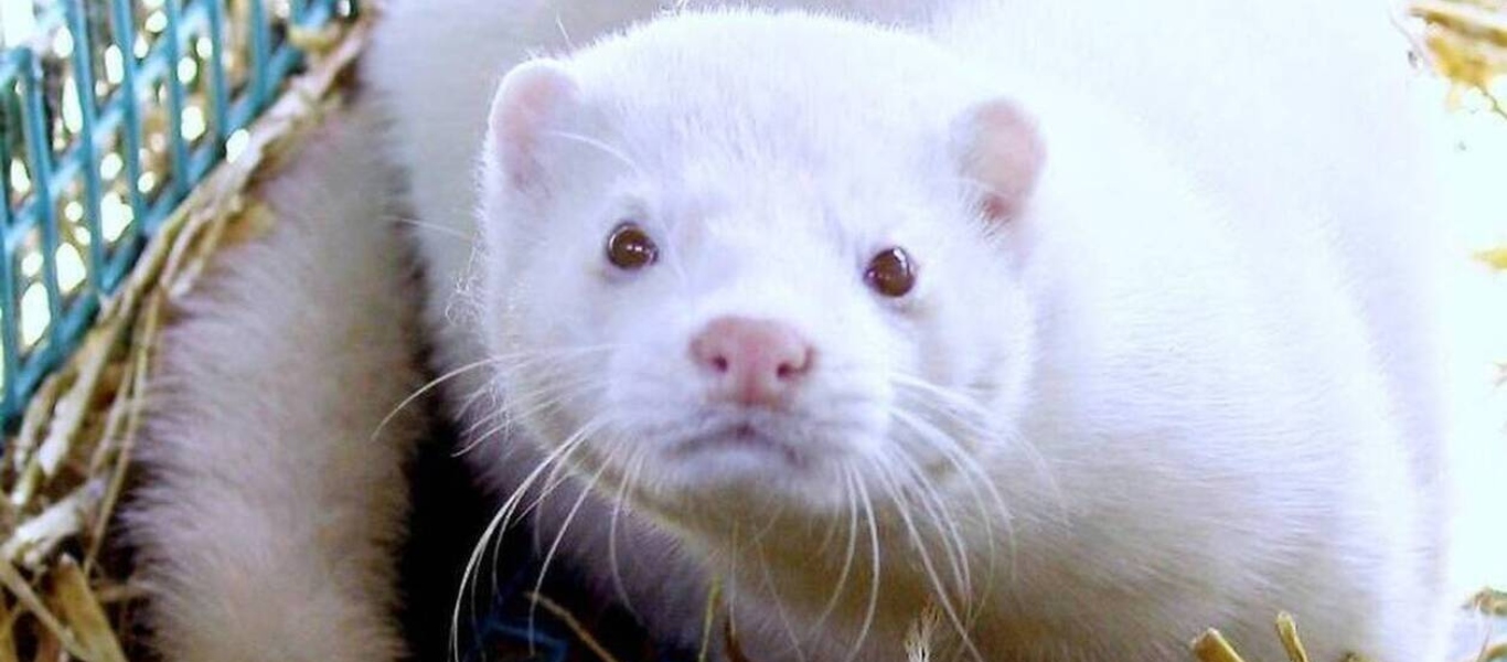 Ανεπιθύμητοι εισβολείς στην Κοζάνη τα μινκ – «Δεν μπορούμε να ανοίξουμε ούτε τα παράθυρα»