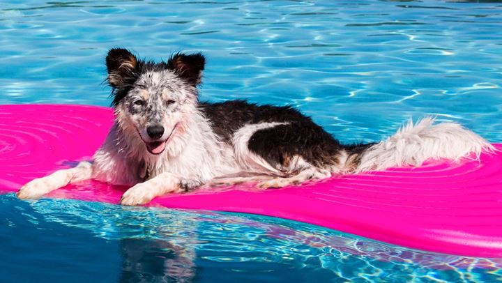 Τι να κάνετε εάν ο σκύλος σας φοβάται το νερό;