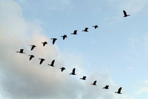 Το γνωρίζατε; – Γιατί τα πουλιά πετούν σε σχηματισμό V;