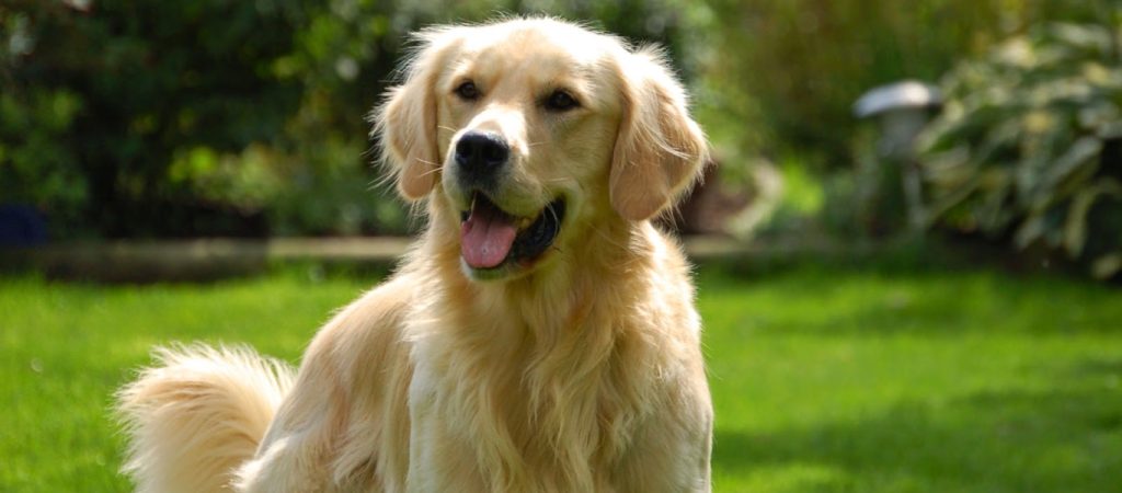 Σκύλος σε ρόλο… ναυαγοσώστη σώζει κόργκι που κάνει σερφ (βίντεο)