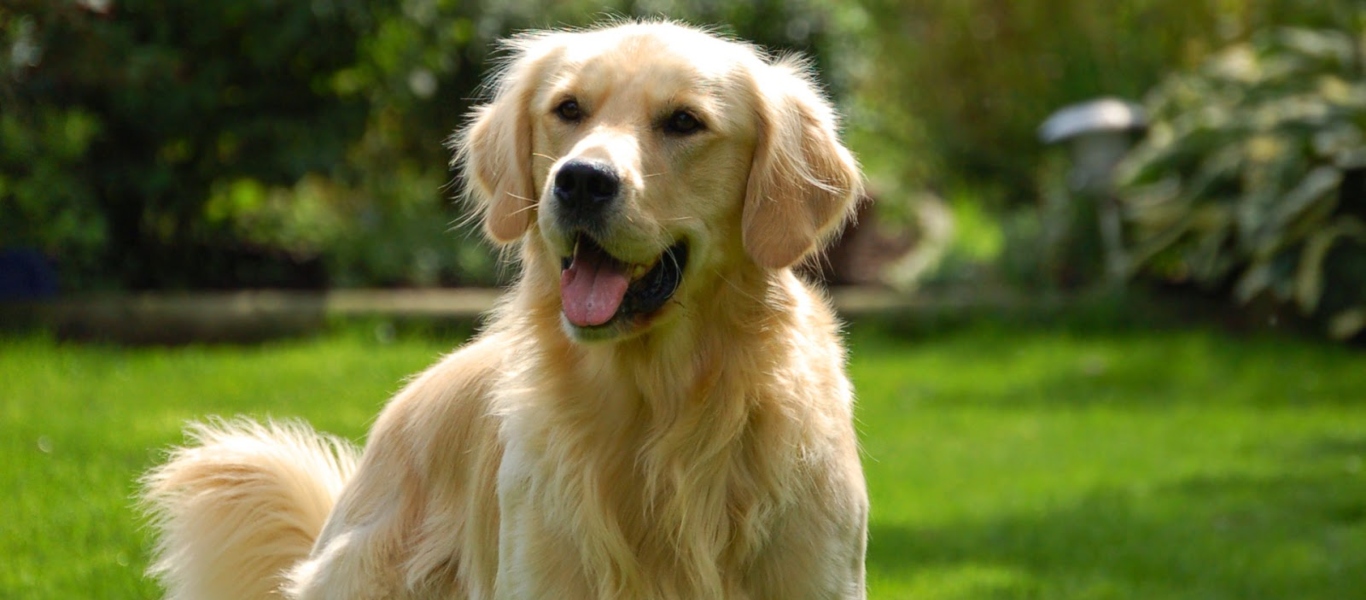 Σκύλος σε ρόλο… ναυαγοσώστη σώζει κόργκι που κάνει σερφ (βίντεο)