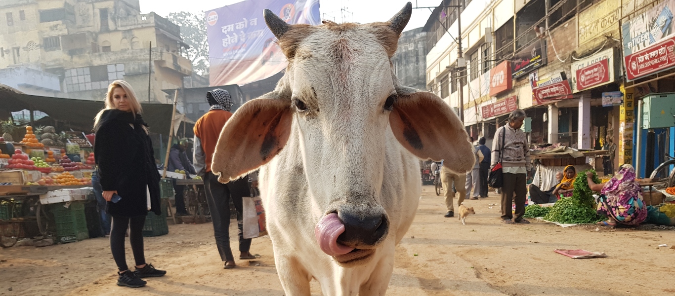 Γερμανία: Τα ζώα «κάνουν» κουμάντο στην φάρμα τους – Φιλοξενούνται πάρα πολλά είδη