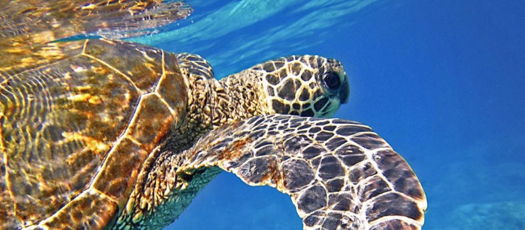 Βρέθηκε νεκρή χελώνα καρέτα – καρέτα σε παραλία της Χαλκιδικής (φώτο)