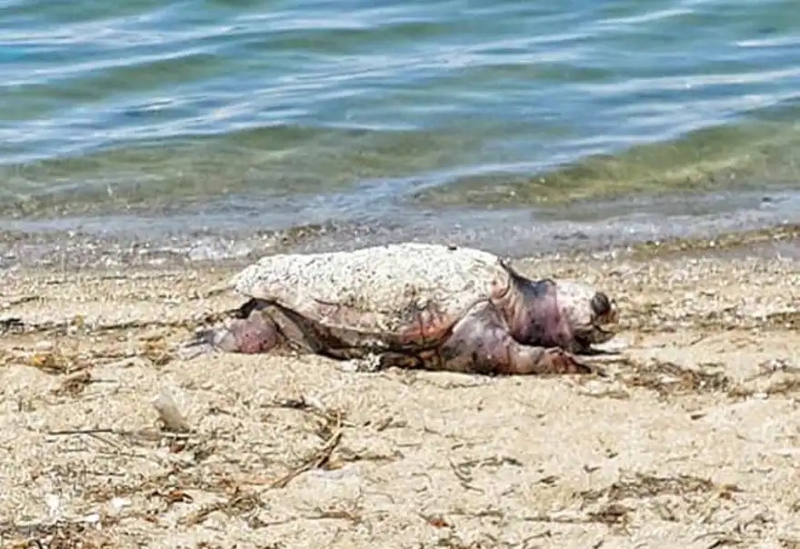 Βρέθηκε νεκρή χελώνα καρέτα – καρέτα σε παραλία της Χαλκιδικής (φώτο)