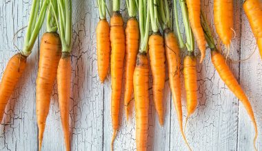 Να γιατί πρέπει να ξεκινήσετε να τρώτε καρότα – Τα οφέλη για την υγεία