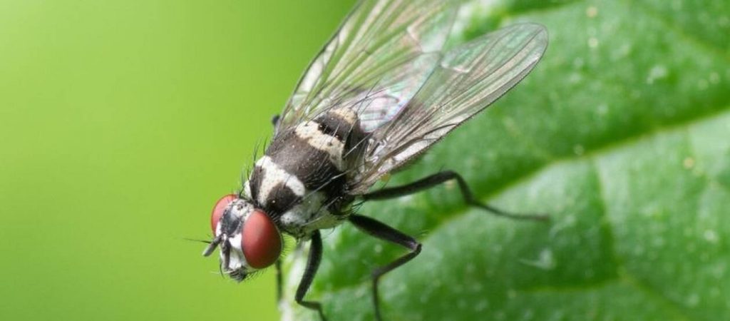 Οι μύγες επιλέγουν το είδος της τροφής τους ανάλογα με το… πόσο πεινάνε!