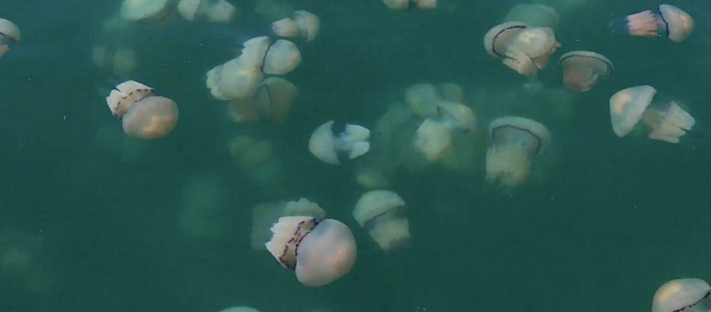 Αναστάτωση στην Χαλκιδική λόγω «τοξικών» μεδουσών – Τι να κάνετε αν σας τσιμπήσουν