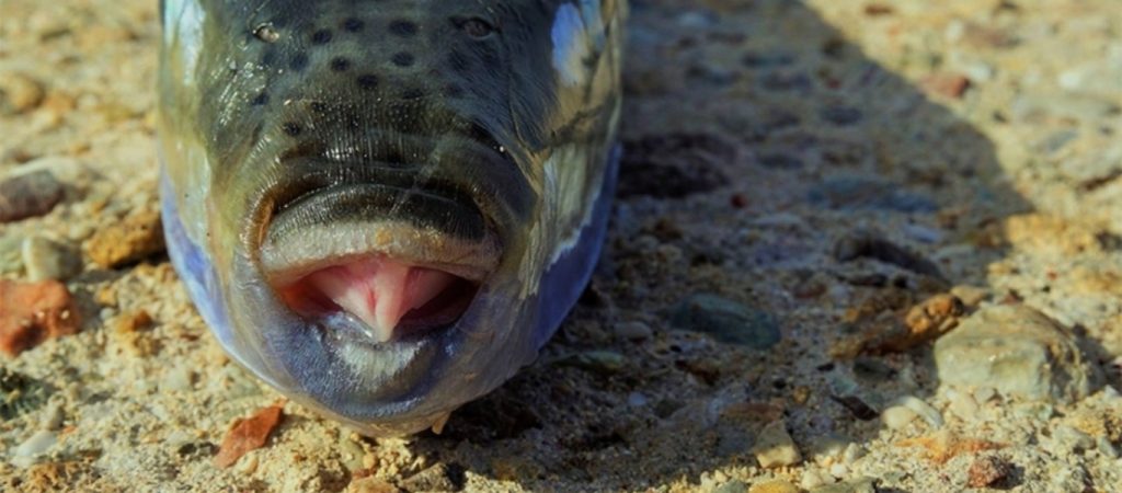 Άνοιξε «πόλεμο» και με τα ψάρια η Τουρκία – 5 λίρες για κάθε κεφάλι λαγοκέφαλου