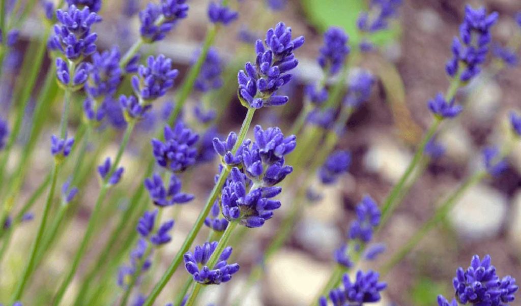 Οι 2+1 «άγνωστες» χρήσεις που έχει η λεβάντα