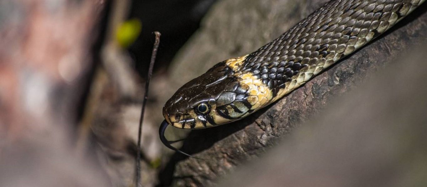 Γυναίκα πήγε να φορέσει παπούτσια και βρήκε κρυμμένο… φίδι! (βίντεο)