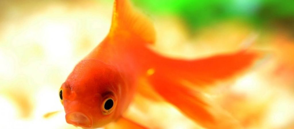 Χρυσόψαρα “απελευθερώνονται” σε λίμνες και γίνονται… τεράστια! (φώτο)