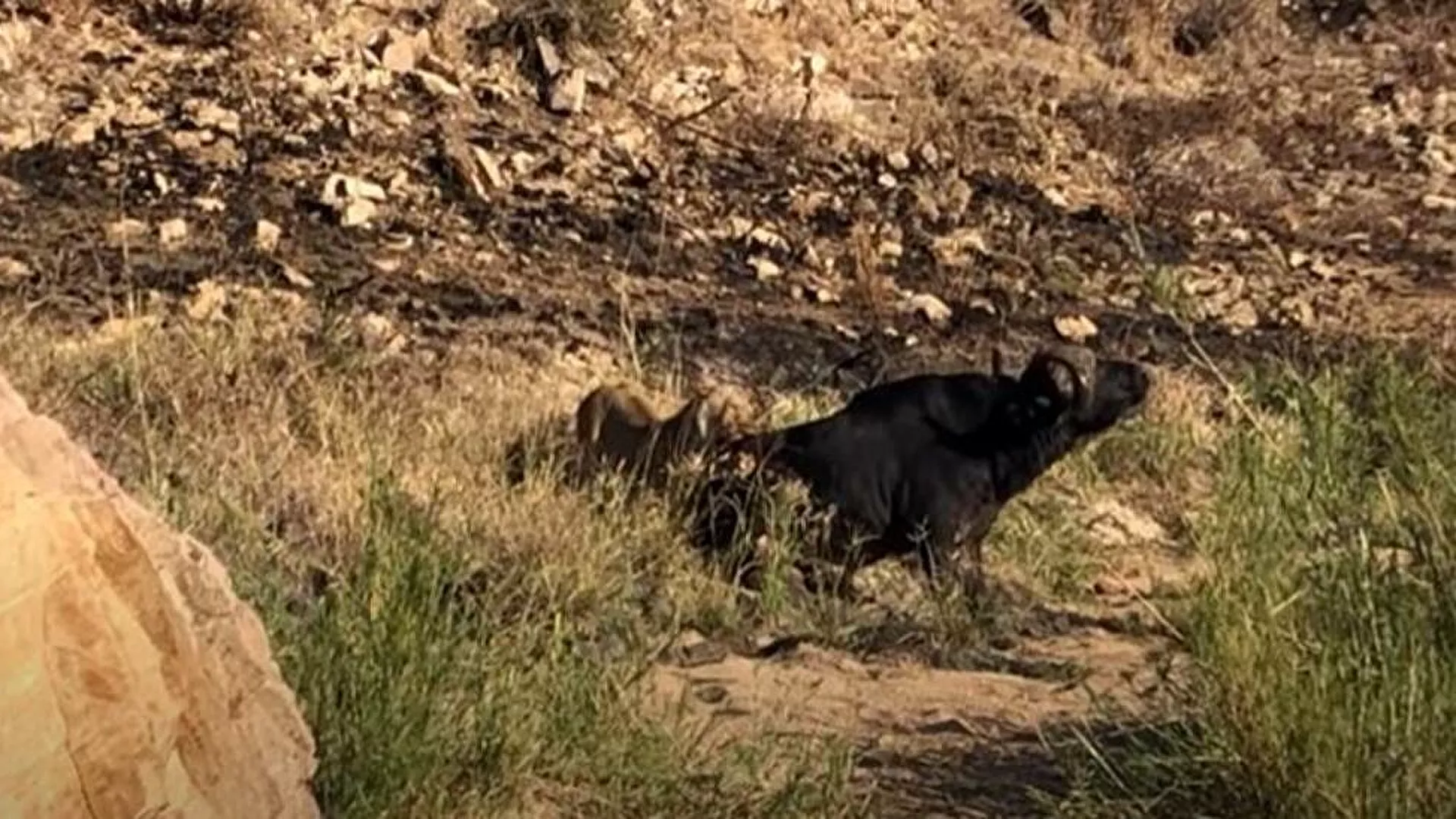Λέαινα καταβροχθίζει βούβαλο όσο είναι ακόμα ζωντανός (βίντεο- σκληρές εικόνες)