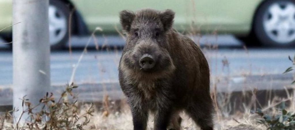 Συνεχίζονται οι επιδρομές αγριογούρουνων στη Φθιώτιδα –  Κάνουν σκοπιές οι κάτοικοι