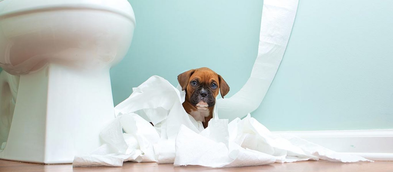 Γιατί τα σκυλιά μας ακολουθούν στην τουαλέτα;