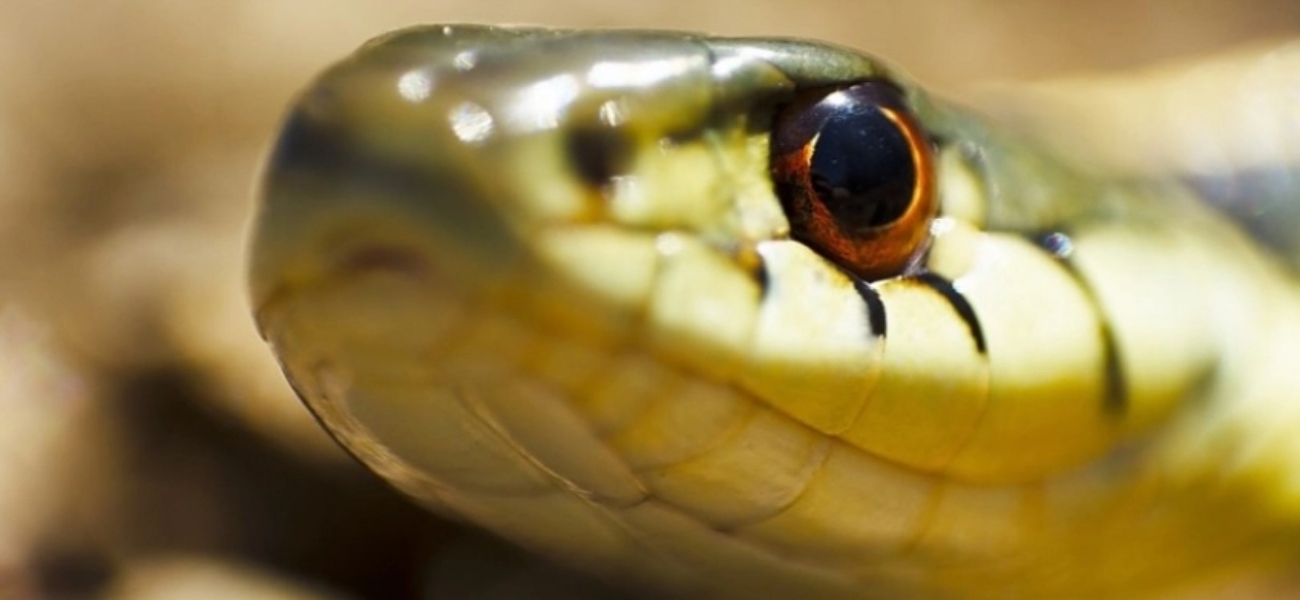Καφέ φίδι εναντίον σαύρας με μπλε γλώσσα: Ποιος θα βγει νικητής στη φονική μάχη (βίντεο)