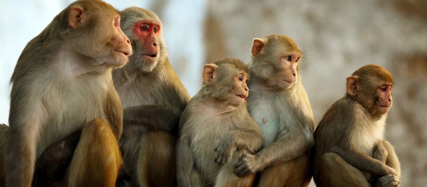 Κίνα: Σημειώθηκε ο πρώτος θάνατος από τον ιό των μαϊμούδων Β