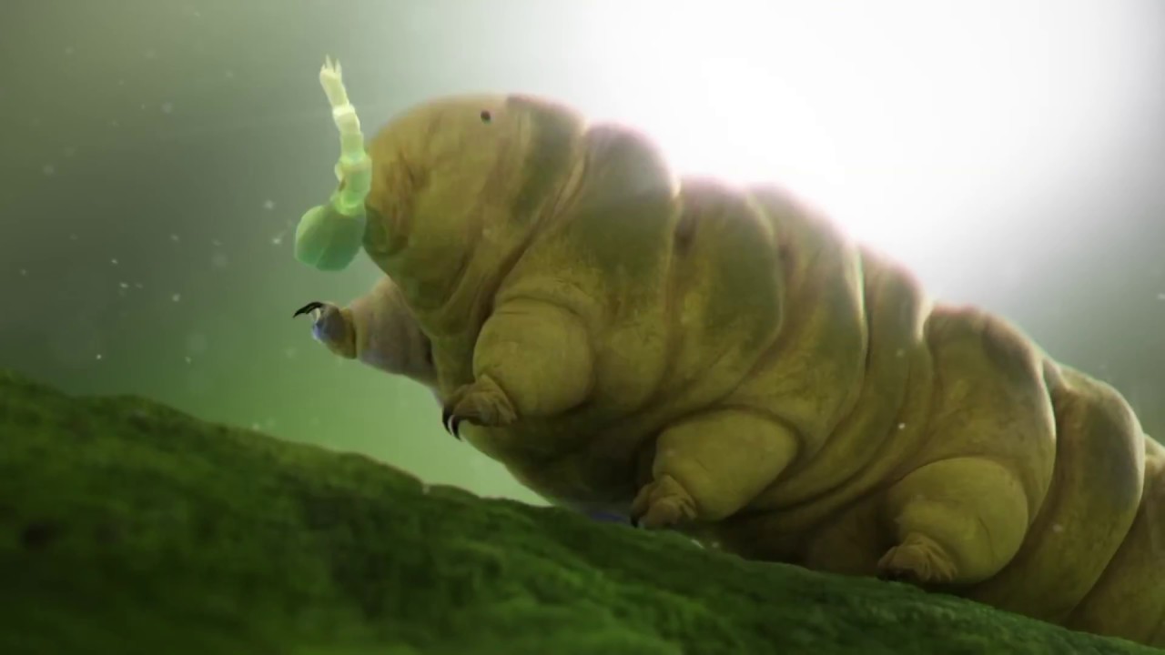 Ποιο είναι το πιο σκληροτράχηλο ζώο στον πλανήτη; – Είναι μικρότερο από… ένα χιλιοστό (φώτο)