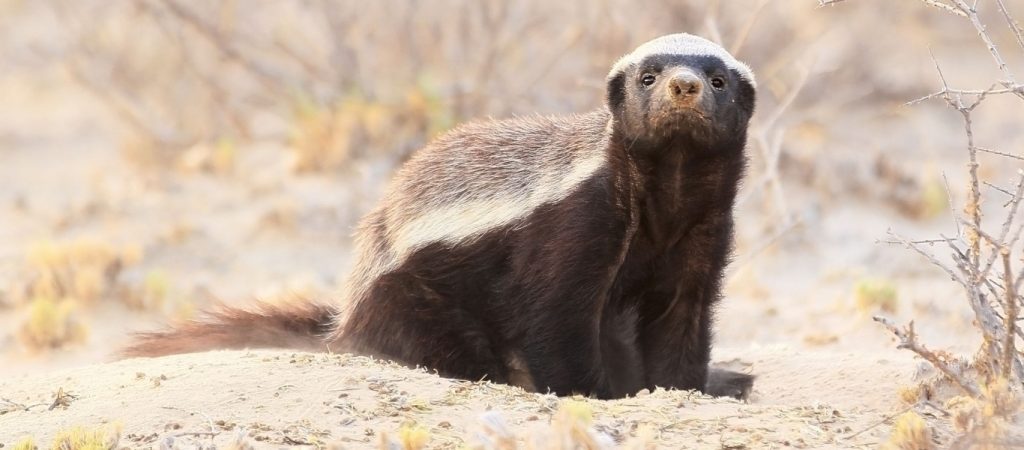 Λένε ότι είναι το πιο επικίνδυνο ζώο του πλανήτη! – Άγνωστο στο ευρύ κοινό