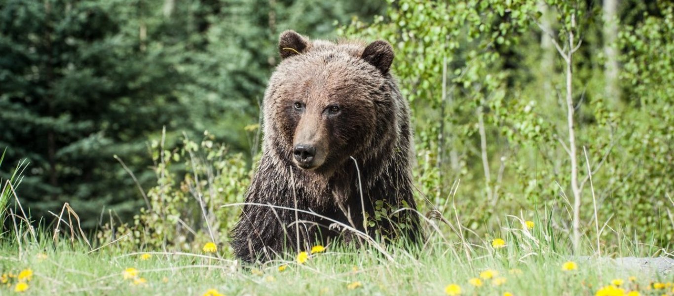 «Μάχη» γιγάντων – Αρσενικές αρκούδες μονομαχούν σκληρά για την «κατάκτηση» ενός θηλυκού (βίντεο)
