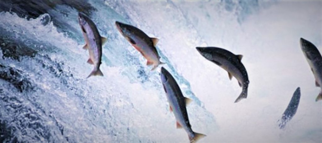 Σολομοί έφαγαν κοκαΐνη και πήγαν να… αποδράσουν από το ιχθυοτροφείο! (βίντεο)