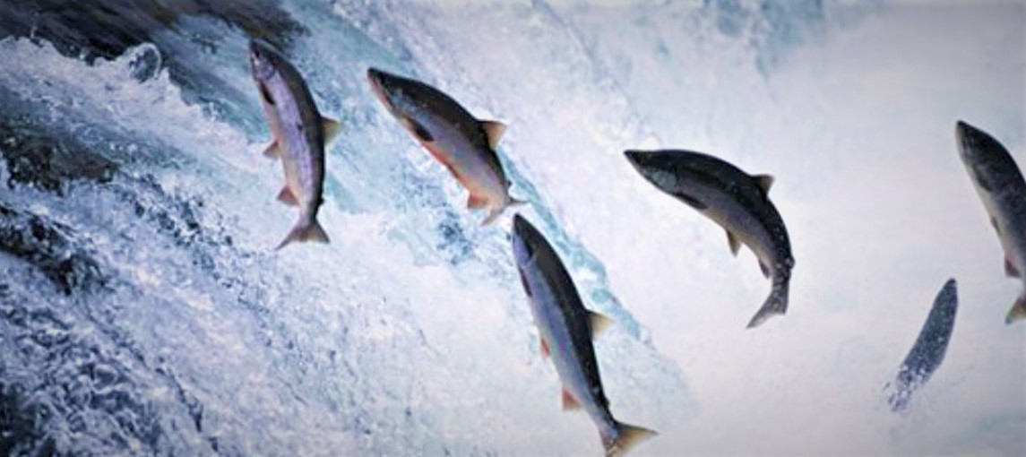 Σολομοί έφαγαν κοκαΐνη και πήγαν να… αποδράσουν από το ιχθυοτροφείο! (βίντεο)