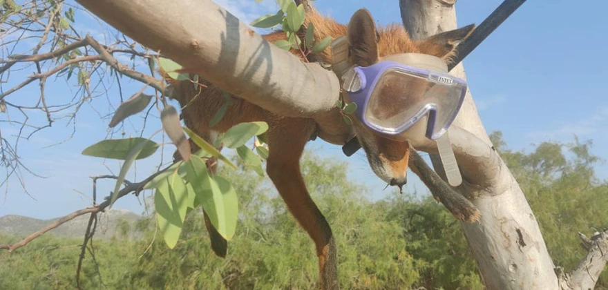 Φρίκη στο Σχινιά Αττικής: Άγνωστοι κρέμασαν νεκρή αλεπού πάνω σε δέντρο με μάσκα & αναπνευστήρα (φώτο)